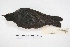  ( - MACN-Or-ct 5657)  @12 [ ] Copyright (2015) MACN Museo Argentino de Ciencias Naturales, Bernardino Rivadavia