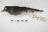  ( - MACN-Or-ct 5657)  @13 [ ] Copyright (2015) MACN Museo Argentino de Ciencias Naturales, Bernardino Rivadavia