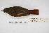  ( - MACN-Or-ct 5659)  @11 [ ] Copyright (2015) MACN Museo Argentino de Ciencias Naturales, Bernardino Rivadavia