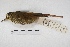  ( - MACN-Or-ct 5659)  @11 [ ] Copyright (2015) MACN Museo Argentino de Ciencias Naturales, Bernardino Rivadavia