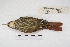  ( - MACN-Or-ct 5659)  @11 [ ] Copyright (2015) MACN Museo Argentino de Ciencias Naturales, Bernardino Rivadavia
