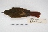  ( - MACN-Or-ct 5660)  @11 [ ] Copyright (2015) MACN Museo Argentino de Ciencias Naturales, Bernardino Rivadavia