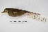  ( - MACN-Or-ct 5660)  @11 [ ] Copyright (2015) MACN Museo Argentino de Ciencias Naturales, Bernardino Rivadavia