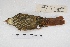  ( - MACN-Or-ct 5660)  @11 [ ] Copyright (2015) MACN Museo Argentino de Ciencias Naturales, Bernardino Rivadavia