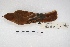  ( - MACN-Or-ct 5680)  @12 [ ] Copyright (2015) MACN Museo Argentino de Ciencias Naturales, Bernardino Rivadavia