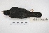  ( - MACN-Or-ct 5695)  @12 [ ] Copyright (2015) MACN Museo Argentino de Ciencias Naturales, Bernardino Rivadavia