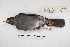  ( - MACN-Or-ct 5695)  @12 [ ] Copyright (2015) MACN Museo Argentino de Ciencias Naturales, Bernardino Rivadavia
