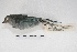 ( - MACN-Or-ct 5699)  @13 [ ] Copyright (2015) MACN Museo Argentino de Ciencias Naturales, Bernardino Rivadavia