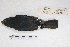  ( - MACN-Or-ct 5704)  @12 [ ] Copyright (2015) MACN Museo Argentino de Ciencias Naturales, Bernardino Rivadavia