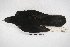  ( - MACN-Or-ct 5717)  @12 [ ] Copyright (2015) MACN Museo Argentino de Ciencias Naturales, Bernardino Rivadavia