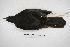  ( - MACN-Or-ct 5717)  @12 [ ] Copyright (2015) MACN Museo Argentino de Ciencias Naturales, Bernardino Rivadavia