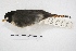 (Catharus dryas - MACN-Or-ct 5720)  @13 [ ] Copyright (2015) MACN Museo Argentino de Ciencias Naturales, Bernardino Rivadavia