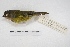  ( - MACN-Or-ct 5733)  @13 [ ] Copyright (2015) MACN Museo Argentino de Ciencias Naturales, Bernardino Rivadavia
