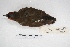  ( - MACN-Or-ct 5746)  @11 [ ] Copyright (2015) MACN Museo Argentino de Ciencias Naturales, Bernardino Rivadavia