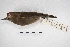  (Leuconotopicus fumigatus - MACN-Or-ct 5746)  @11 [ ] Copyright (2015) MACN Museo Argentino de Ciencias Naturales, Bernardino Rivadavia