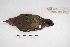  ( - MACN-Or-ct 5746)  @11 [ ] Copyright (2015) MACN Museo Argentino de Ciencias Naturales, Bernardino Rivadavia