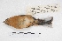  ( - MACN-Or-ct 5747)  @12 [ ] Copyright (2015) MACN Museo Argentino de Ciencias Naturales, Bernardino Rivadavia