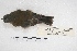  ( - MACN-Or-ct 5754)  @12 [ ] Copyright (2015) MACN Museo Argentino de Ciencias Naturales, Bernardino Rivadavia