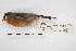  ( - MACN-Or-ct 5754)  @12 [ ] Copyright (2015) MACN Museo Argentino de Ciencias Naturales, Bernardino Rivadavia