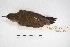  ( - MACN-Or-ct 5761)  @11 [ ] Copyright (2015) MACN Museo Argentino de Ciencias Naturales, Bernardino Rivadavia