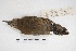 ( - MACN-Or-ct 5761)  @11 [ ] Copyright (2015) MACN Museo Argentino de Ciencias Naturales, Bernardino Rivadavia