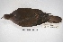  (Leptotila megalura - MACN-Or-ct 5765)  @11 [ ] Copyright (2015) MACN Museo Argentino de Ciencias Naturales, Bernardino Rivadavia