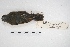  ( - MACN-Or-ct 5767)  @12 [ ] Copyright (2015) MACN Museo Argentino de Ciencias Naturales, Bernardino Rivadavia