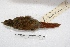 ( - MACN-Or-ct 932)  @14 [ ] Copyright (2014) MACN Museo Argentino de Ciencias Naturales, Bernardino Rivadavia