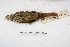  ( - MACN-Or-ct 932)  @12 [ ] Copyright (2014) MACN Museo Argentino de Ciencias Naturales, Bernardino Rivadavia