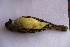  ( - MACN-Or-ct 5891)  @11 [ ] by-nc-sa (10101010) MACN Museo Argentino de Ciencias Naturales