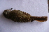  ( - MACN-Or-ct 5891)  @11 [ ] by-nc-sa (10101010) MACN Museo Argentino de Ciencias Naturales