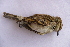  ( - MACN-Or-ct 5906)  @11 [ ] by-nc-sa (10101010) MACN Museo Argentino de Ciencias Naturales