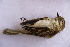  ( - MACN-Or-ct 5906)  @11 [ ] by-nc-sa (10101010) MACN Museo Argentino de Ciencias Naturales