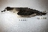  ( - MACN-Or-ct 205)  @11 [ ] Copyright (2015) MACN Museo Argentino de Ciencias Naturales, Bernardino Rivadavia