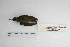  ( - MACN-Or-ct 5011)  @12 [ ] Copyright (2014) MACN Museo Argentino de Ciencias Naturales, Bernardino Rivadavia