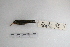  ( - MACN-Or-ct 5011)  @12 [ ] Copyright (2014) MACN Museo Argentino de Ciencias Naturales, Bernardino Rivadavia