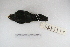  ( - MACN-Or-ct 5113)  @12 [ ] Copyright (2014) MACN Museo Argentino de Ciencias Naturales, Bernardino Rivadavia
