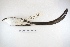  ( - MACN-Or-ct 5122)  @13 [ ] Copyright (2014) MACN Museo Argentino de Ciencias Naturales, Bernardino Rivadavia