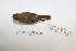  (Rhynchospiza - MACN-Or-ct 5273)  @13 [ ] Copyright (2013) MACN Museo Argentino de Ciencias Naturales, Bernardino Rivadavia