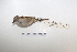  ( - MACN-Or-ct 5273)  @13 [ ] Copyright (2013) MACN Museo Argentino de Ciencias Naturales, Bernardino Rivadavia