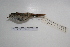  ( - MACN-Or-ct 5280)  @13 [ ] Copyright (2013) MACN Museo Argentino de Ciencias Naturales, Bernardino Rivadavia