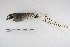  ( - MACN-Or-ct 5299)  @12 [ ] Copyright (2014) MACN Museo Argentino de Ciencias Naturales, Bernardino Rivadavia