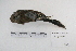  (Saltatricula - MACN-Or-ct 5337)  @13 [ ] Copyright (2014) MACN Museo Argentino de Ciencias Naturales, Bernardino Rivadavia
