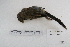  ( - MACN-Or-ct 5337)  @13 [ ] Copyright (2014) MACN Museo Argentino de Ciencias Naturales, Bernardino Rivadavia