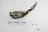  ( - MACN-Or-ct 5337)  @12 [ ] Copyright (2014) MACN Museo Argentino de Ciencias Naturales, Bernardino Rivadavia