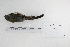  ( - MACN-Or-ct 5339)  @13 [ ] Copyright (2014) MACN Museo Argentino de Ciencias Naturales, Bernardino Rivadavia