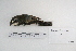  ( - MACN-Or-ct 5339)  @13 [ ] Copyright (2014) MACN Museo Argentino de Ciencias Naturales, Bernardino Rivadavia