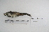  ( - MACN-Or-ct 5339)  @13 [ ] Copyright (2014) MACN Museo Argentino de Ciencias Naturales, Bernardino Rivadavia
