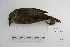  (Agelaioides - MACN-Or-ct 5343)  @14 [ ] Copyright (2014) MACN Museo Argentino de Ciencias Naturales, Bernardino Rivadavia
