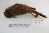  (Pseudoseisura - MACN-Or-ct 5347)  @13 [ ] Copyright (2014) MACN Museo Argentino de Ciencias Naturales, Bernardino Rivadavia